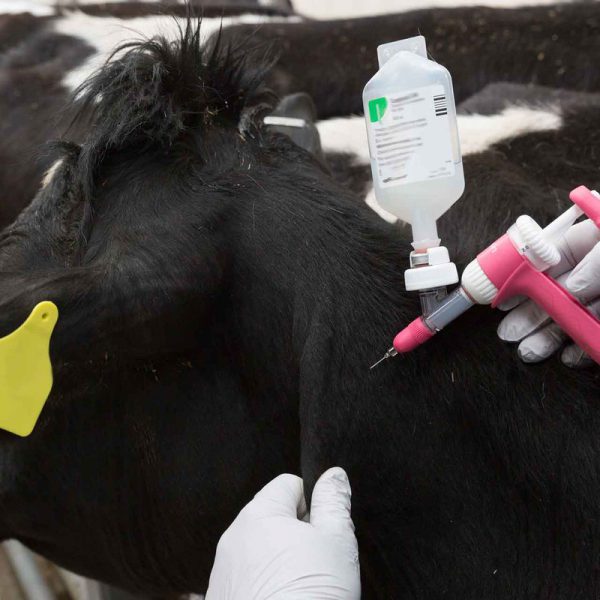 livestock-vaccination